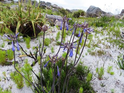 Agapanthus walshii, photographed by linkie