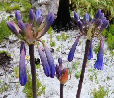 Agapanthus walshii, photographed by linkie