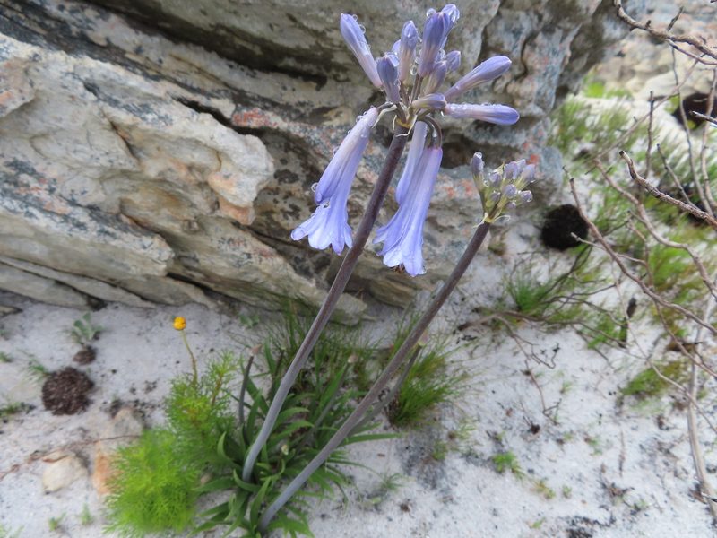 Agapanthus walshii, photographed by linkie