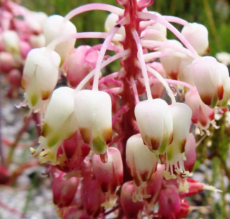 Lachenalia montana, photographed by linkie