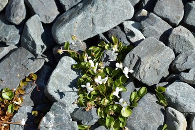 Viola cunninghamii, photographed by Christopher Stephens