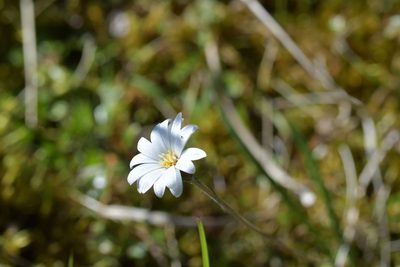 Celmisia gracilenta, photographed by Christopher Stephens