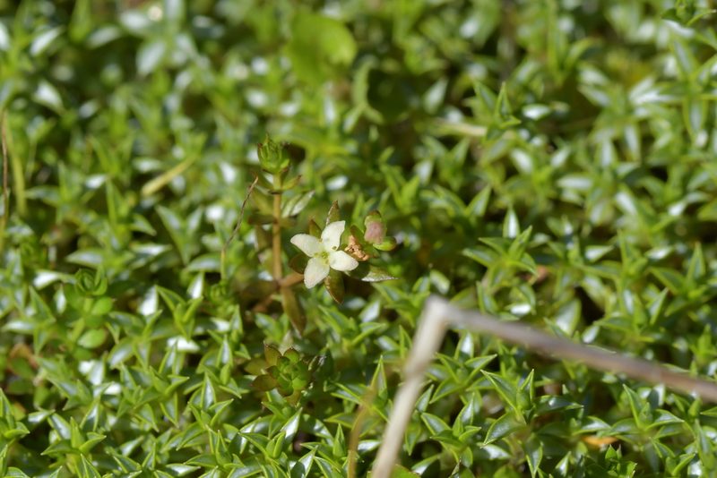 Hydrogalium perpusillum, photographed by Christopher Stephens