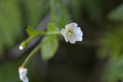 Epilobium chlorifolium, photographed by Christopher Stephens
