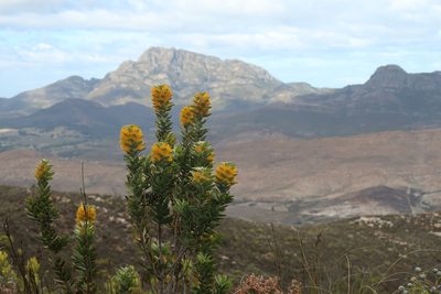 Mimetes chrysanthus, photographed by Di Turner