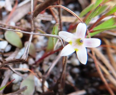 Wimmerella secunda, photographed by linkie
