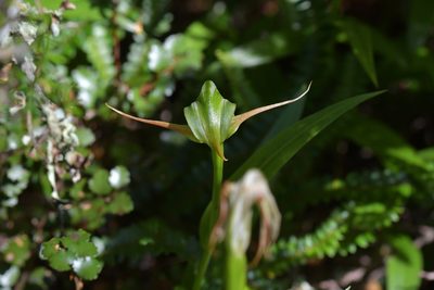Pterostylis australis, photographed by Christopher Stephens