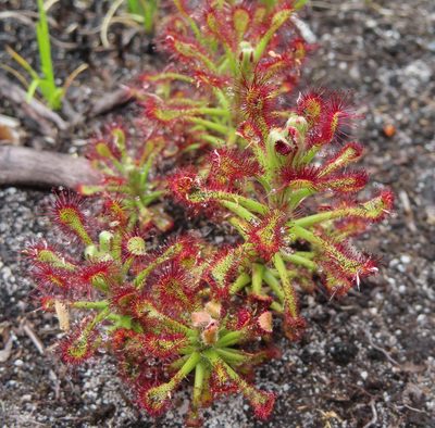 Drosera glabripes, photographed by linkie