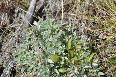 Argyrotegium mackayi, photographed by Christopher Stephens