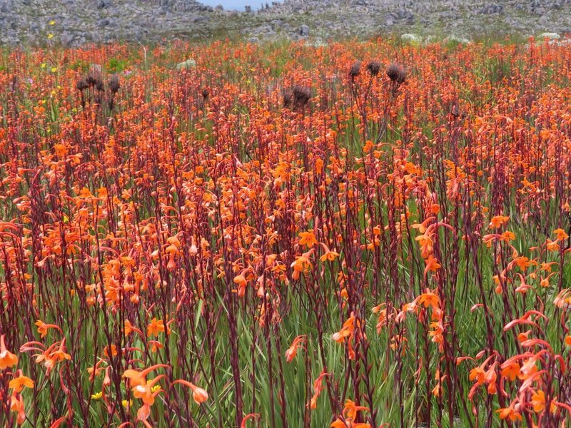 Watsonia zeyheri, photographed by linkie