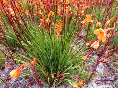 Watsonia zeyheri, photographed by linkie
