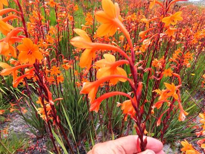 Watsonia zeyheri, photographed by linkie