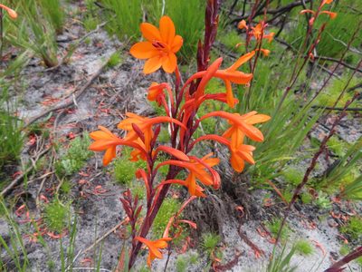 Watsonia zeyheri, photographed by linkie