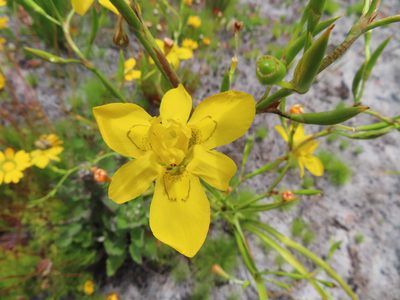 Moraea ramosissima, photographed by linkie