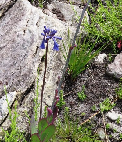 Agapanthus walshii, photographed by linkie