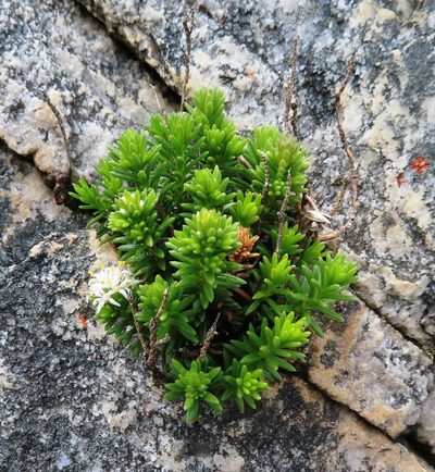 Stilbe rupestris, photographed by linkie