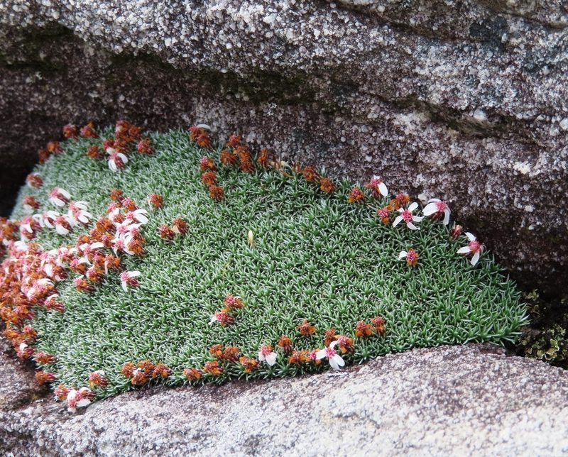 Muscosomorphe aretioides, photographed by linkie