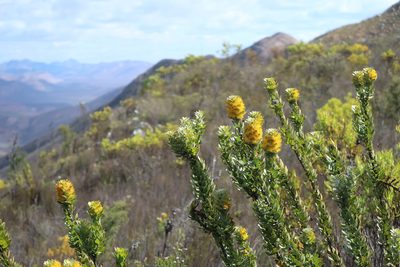 Mimetes chrysanthus, photographed by Di Turner