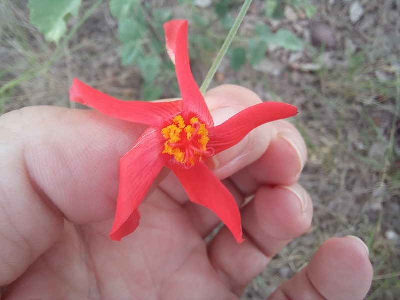 Hibiscus waterbergensis, photographed by Kelly Abram