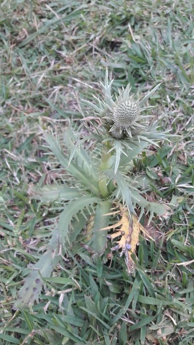 Eryngium agavifolium, photographed by Max Brujula