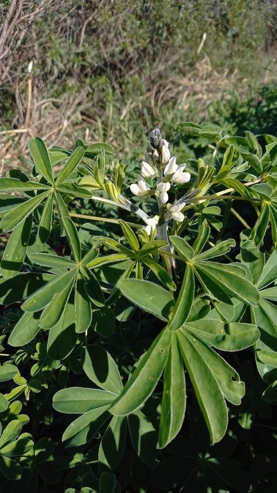 Lupinus albus, photographed by Thibaud Aronson