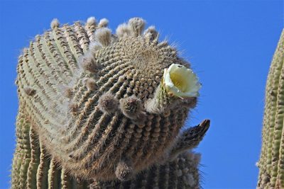 Leucostele atacamensis, photographed by Hugo Hulsberg
