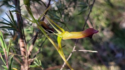 Cryptostylis subulata, photographed by Eamonn Culhane