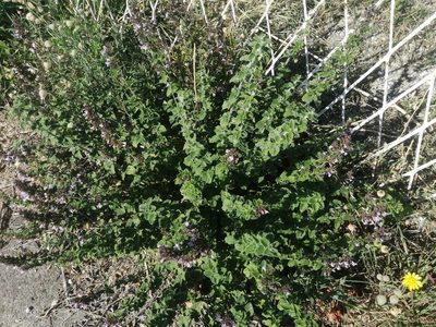 Clinopodium nepeta, photographed by Flora_DUMO