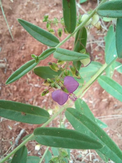 Polygala sphenoptera, photographed by Kelly Abram