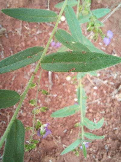 Polygala sphenoptera, photographed by Kelly Abram