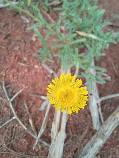 Felicia mossamedensis, photographed by Kelly Abram