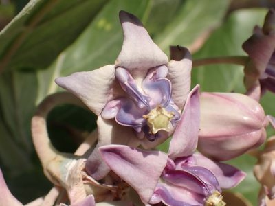 Calotropis gigantea, photographed by luluchouette