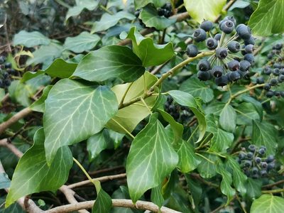 Hedera colchica, photographed by Elena_Sherehora