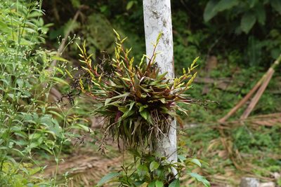 Vriesea rodigasiana, photographed by Cajá-manga