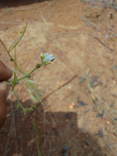 Limeum fenestratum, photographed by Manuel R Popp
