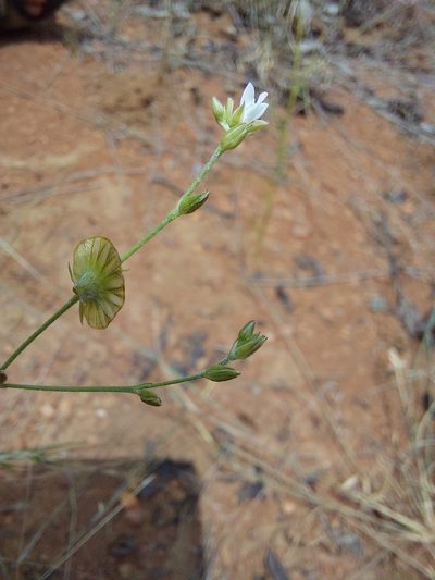 Limeum fenestratum, photographed by Manuel R Popp