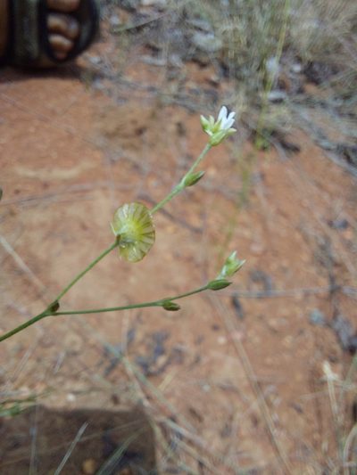 Limeum fenestratum, photographed by Manuel R Popp