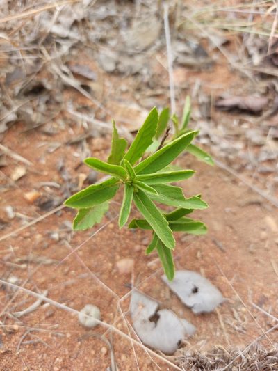 Afroqueta capensis, photographed by Manuel R Popp