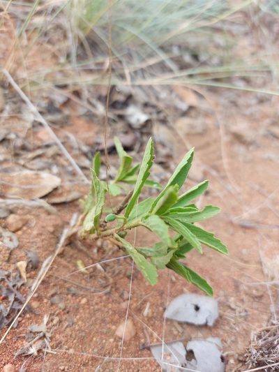 Afroqueta capensis, photographed by Manuel R Popp