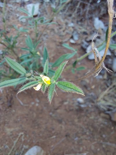 Stylosanthes fruticosa, photographed by Manuel R Popp