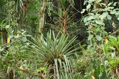 Vriesea paratiensis, photographed by Cajá-manga