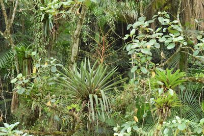 Vriesea paratiensis, photographed by Cajá-manga