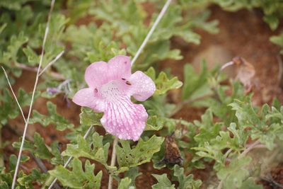 Sesamum senecioides, photographed by Kelly Abram
