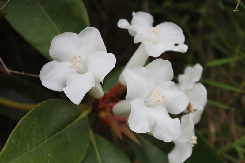 Rhododendron torajaense, photographed by Fabian Brambach