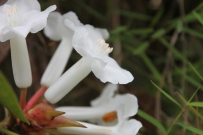 Rhododendron torajaense, photographed by Fabian Brambach