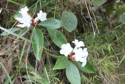 Rhododendron torajaense, photographed by Fabian Brambach