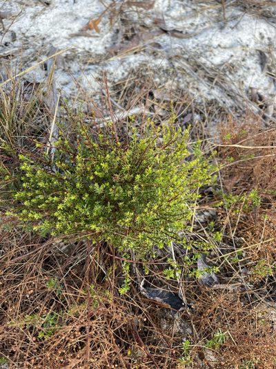 Lechea deckertii, photographed by Brandon Corder