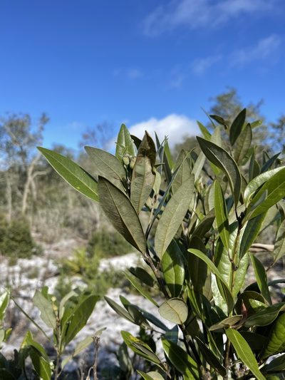 Persea humilis, photographed by Brandon Corder