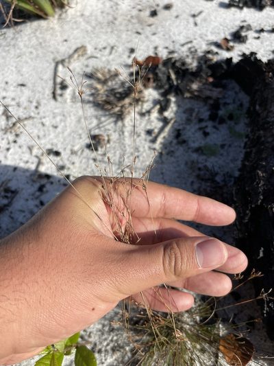 Bulbostylis ciliatifolia, photographed by Brandon Corder