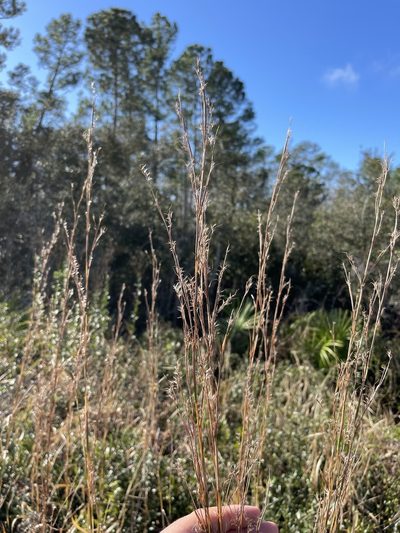 Andropogon stolonifer, photographed by Brandon Corder